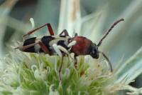 Chlorophorus trifasciatus