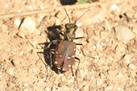 Cicindela maroccana pseudomaroccana