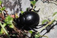 Timarcha goettingensis