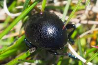 Timarcha goettingensis