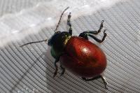 Chrysolina polita