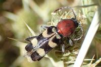 Chlorophorus trifasciatus