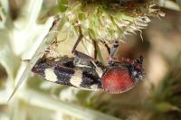 Chlorophorus trifasciatus