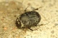 Onthophagus grossepunctatus