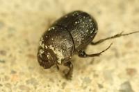 Onthophagus grossepunctatus