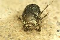 Onthophagus grossepunctatus