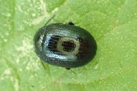 Plagiodera versicolora