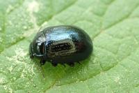 Plagiodera versicolora