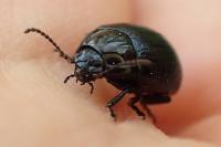 Plagiodera versicolora