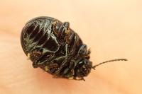 Plagiodera versicolora