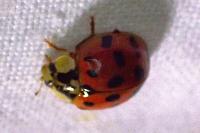 Harmonia axyridis