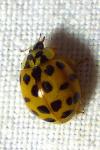 Harmonia axyridis
