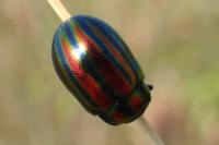 Chrysolina cerealis