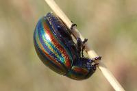 Chrysolina cerealis