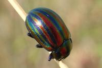 Chrysolina cerealis