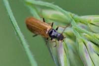 Rhagonycha nigriventris