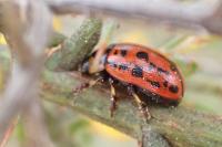 Gonioctena variabilis