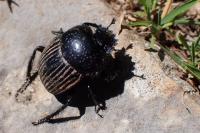 Scarabaeus laticollis