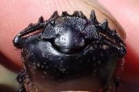 Scarabaeus laticollis