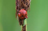 Coccinella septempunctata