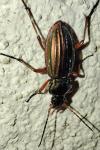 Carabus auratus