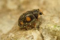 Platynaspis luteorubra