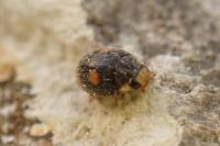 Platynaspis luteorubra