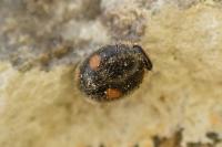 Platynaspis luteorubra