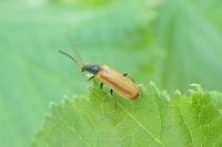 Rhagonycha nigriventris