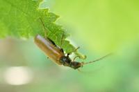 Rhagonycha nigriventris