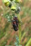 Cantharis rustica