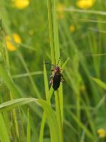 Cantharis
