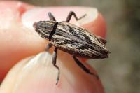 Coniocleonus nigrosuturatus