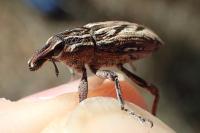 Coniocleonus nigrosuturatus