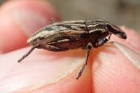 Coniocleonus nigrosuturatus