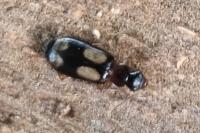 Dromius quadrimaculatus