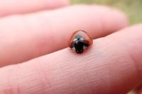 Coccinella septempunctata