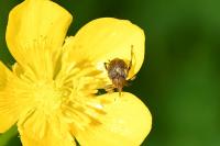 Mononychus punctumalbum