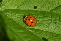 Harmonia axyridis