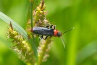 Cantharis fusca