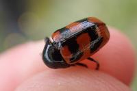 Cryptocephalus loreyi