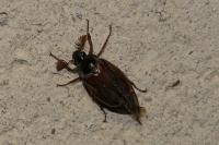 Melolontha melolontha