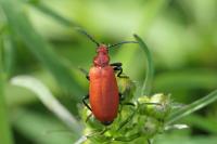 Pyrochroa serraticornis