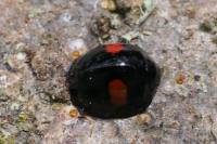 Chilocorus renipustulatus