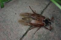 Melolontha melolontha