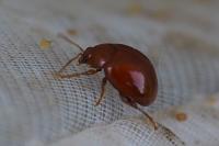 Sphaeroderma rubidum