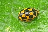 Propylea quatuordecimpunctata