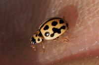 Tytthaspis sedecimpunctata