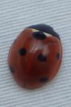 Coccinella septempunctata