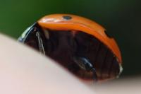 Coccinella septempunctata